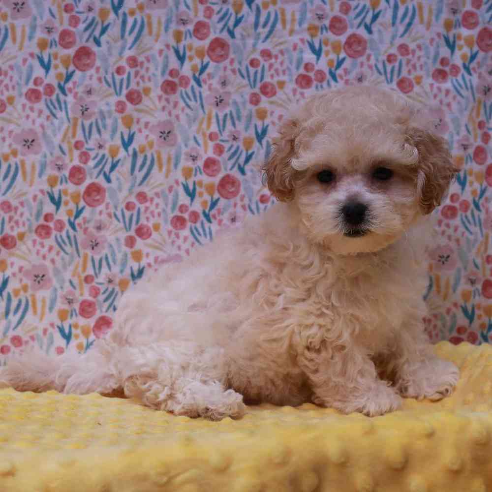 Female ShorkieChon Puppy for sale