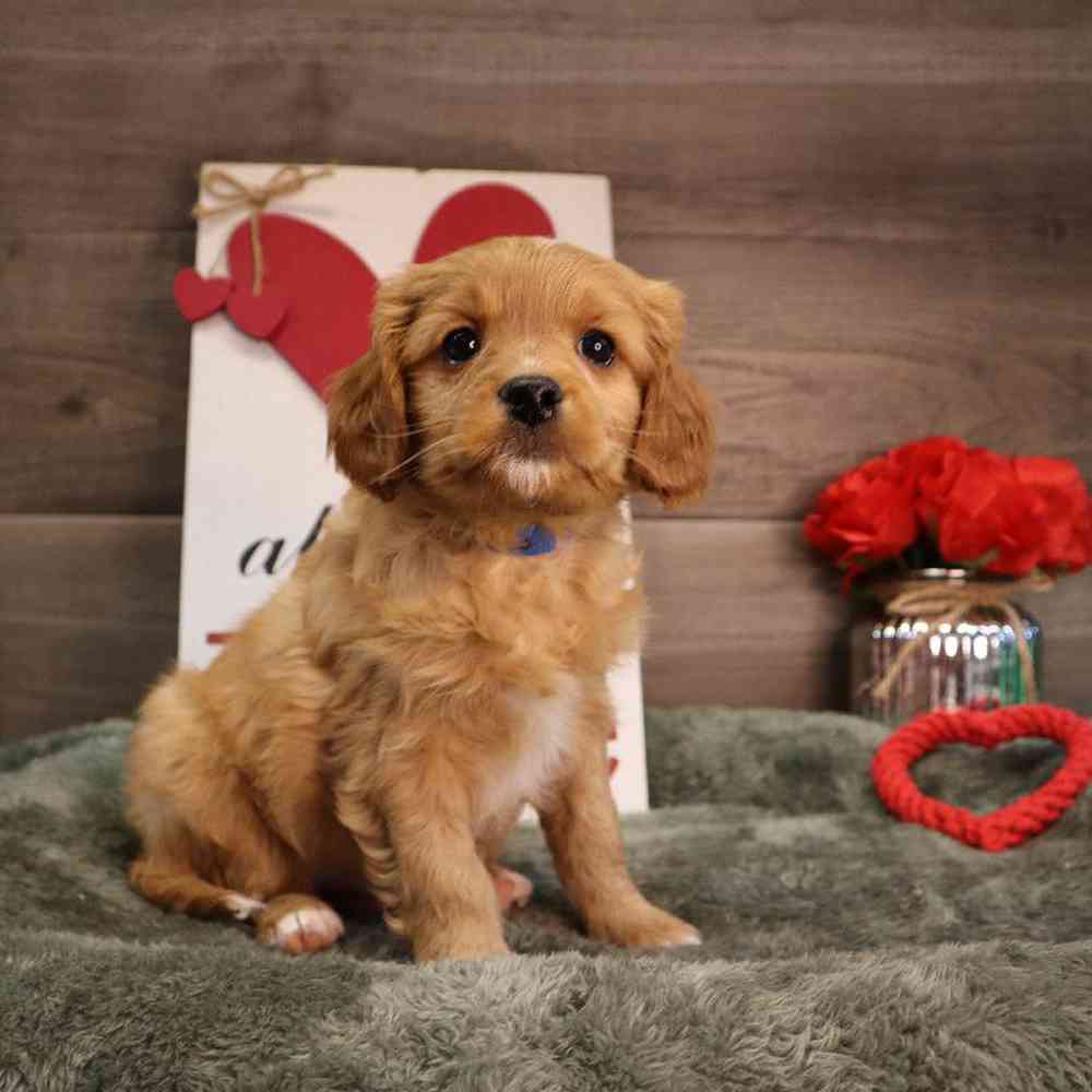 Male Cavapoo Puppy for Sale in Blaine, MN
