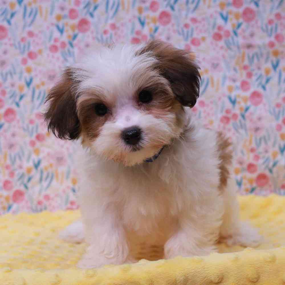 Female Yochon Puppy for sale