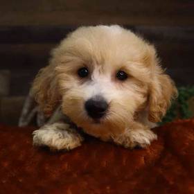 Mini Goldendoodle