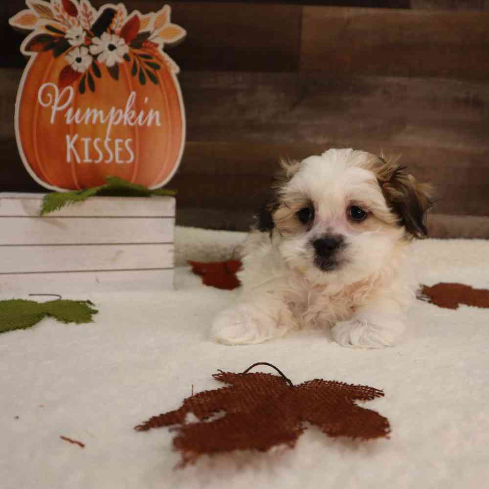 Female Malshi Puppy for sale