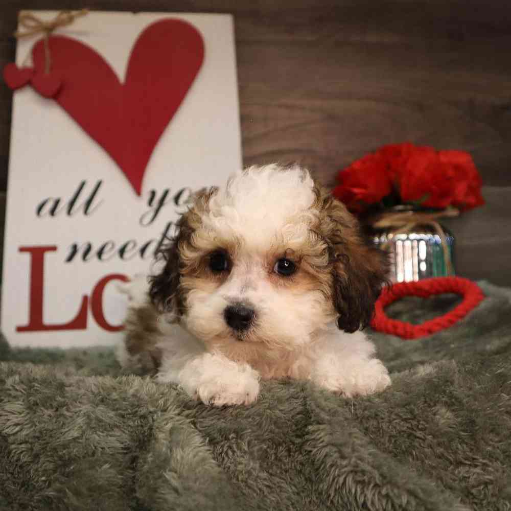 Female Shipoo Puppy for Sale in Blaine, MN