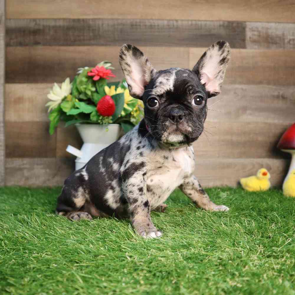 Female Frenchton Puppy for Sale in Blaine, MN