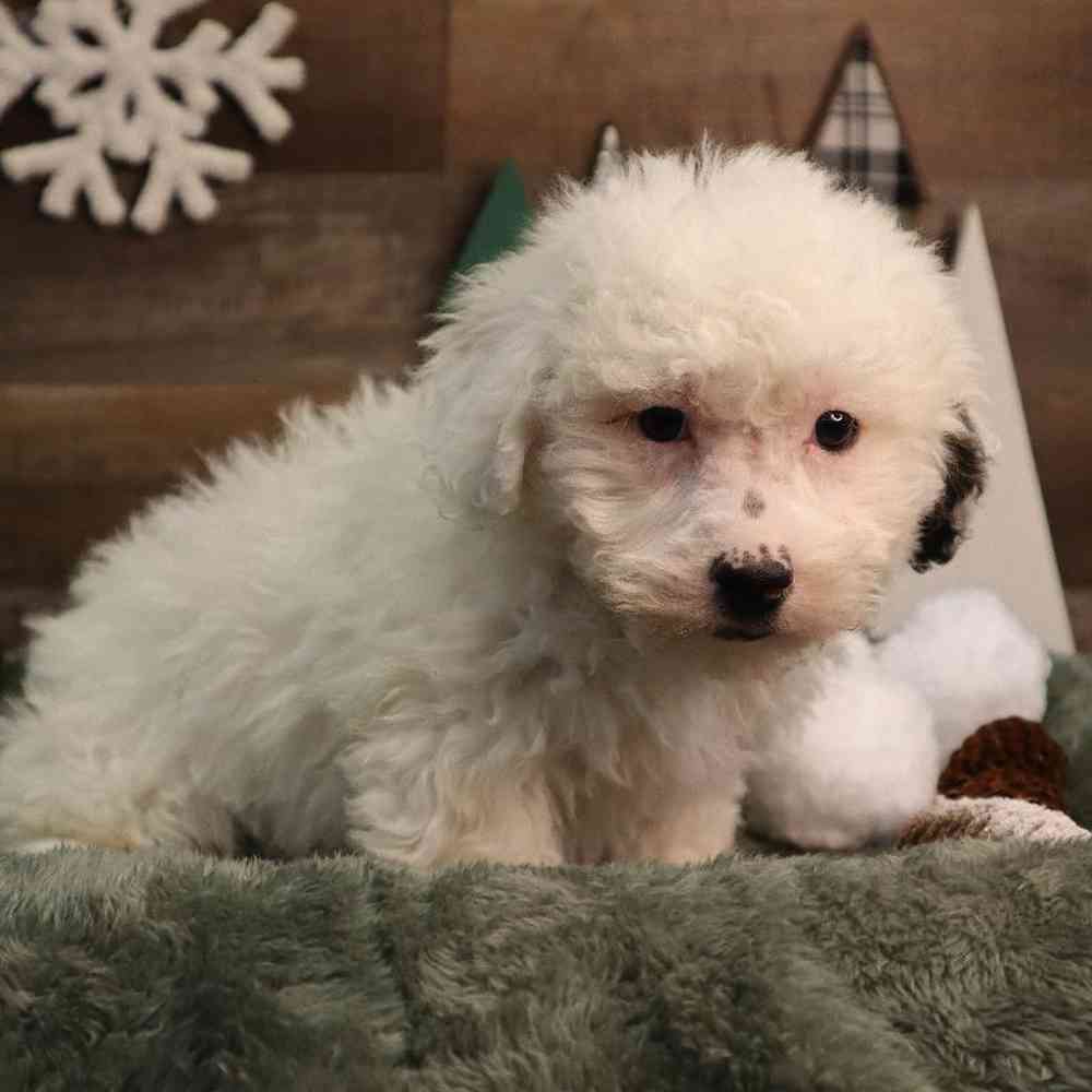Male Teddy Bear Puppy for Sale in Blaine, MN