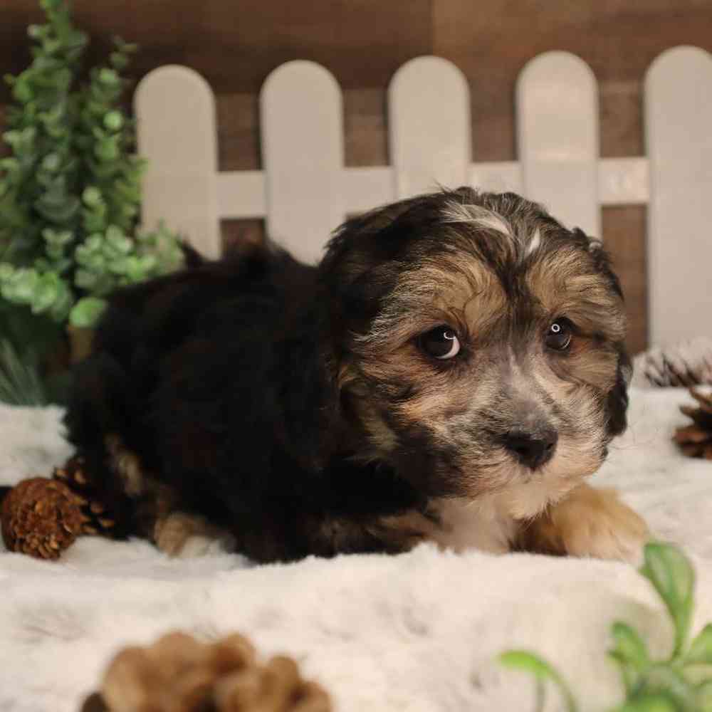Female ShorkieChon Puppy for Sale in Blaine, MN