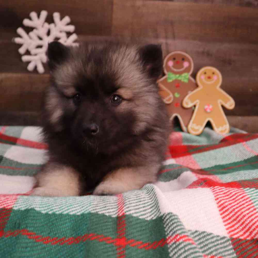 Male Keeshond Puppy for Sale in Blaine, MN