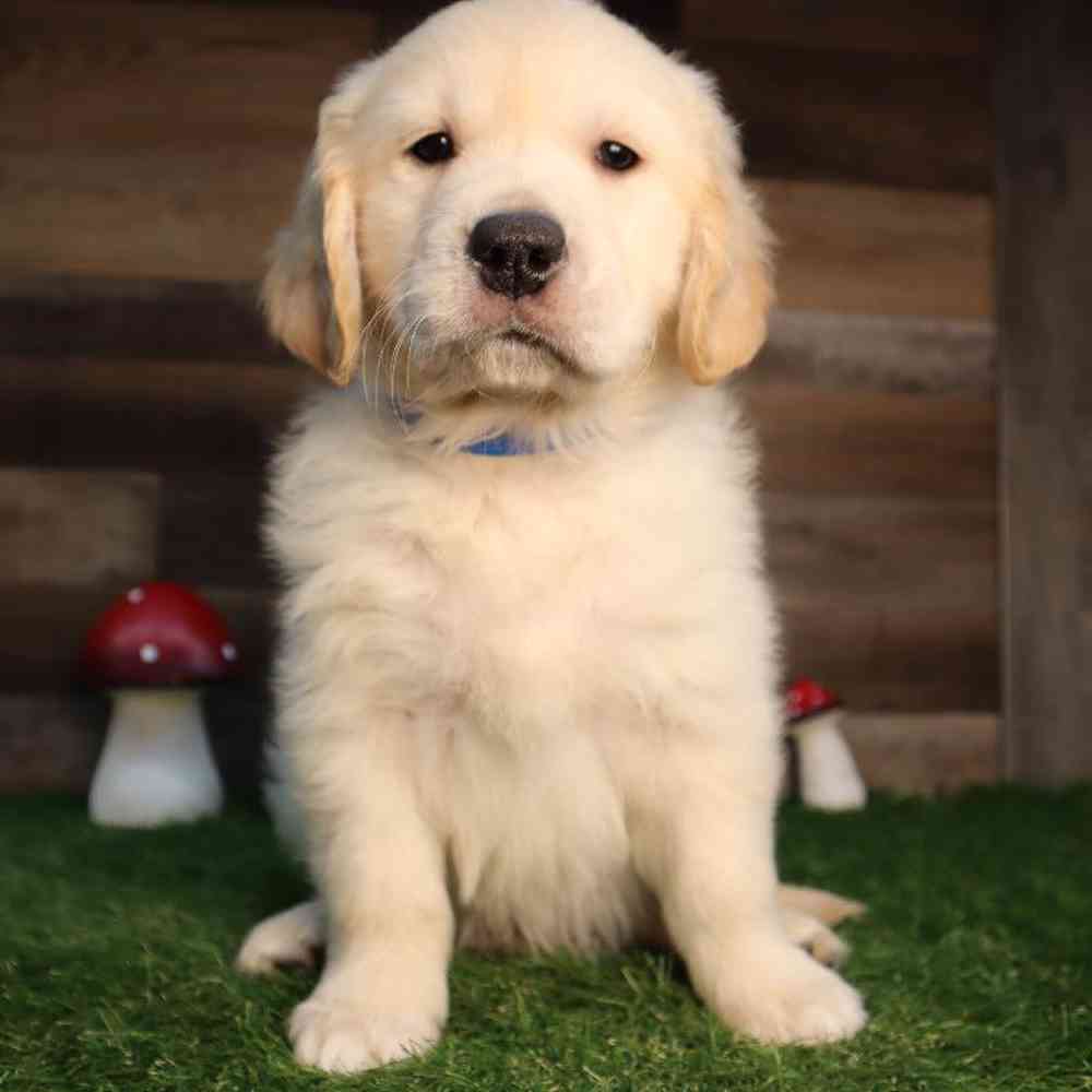 Male Golden Retriever Puppy for Sale in Blaine, MN