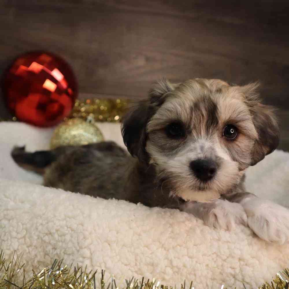 Male Lhasa Chon Puppy for Sale in Blaine, MN