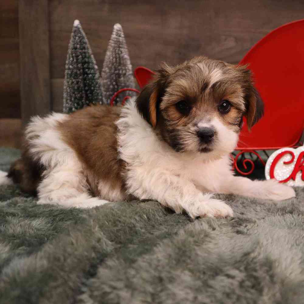 Female Shorkie Puppy for Sale in Blaine, MN