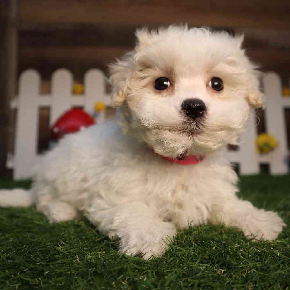 Female Maltipoo Puppy for Sale in Blaine, MN