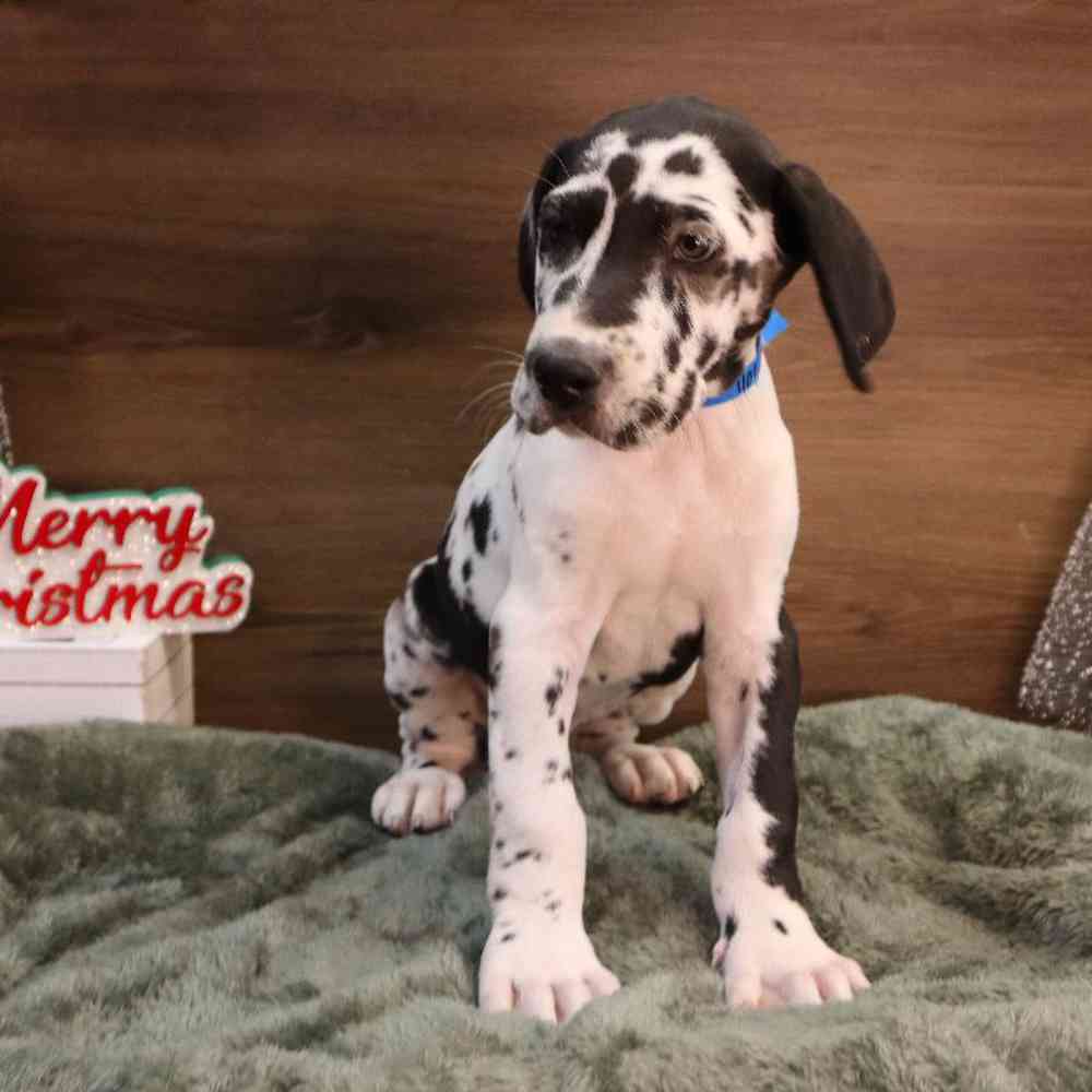 Male Great Dane Puppy for sale