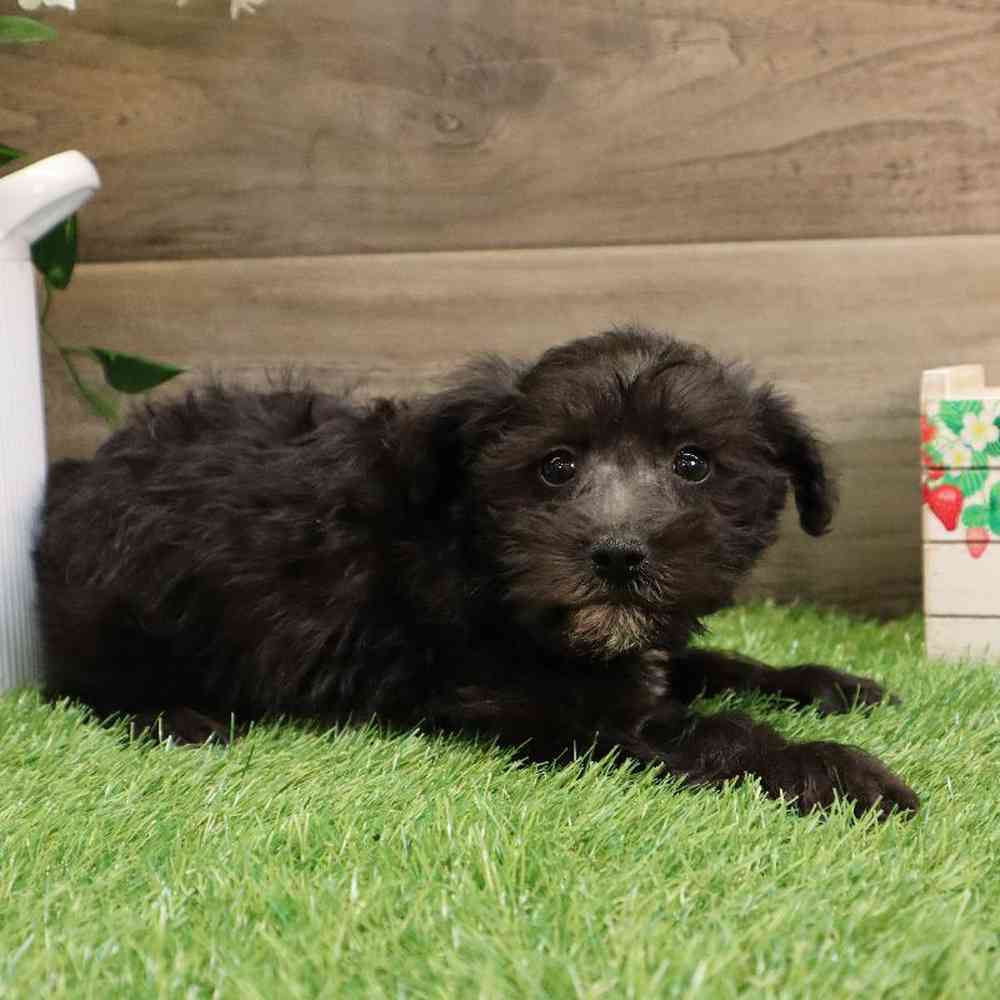 Female Mini Schnauzer-Mini Poodle Puppy for sale