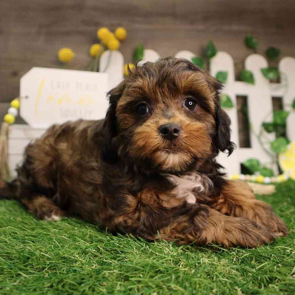 Female Shipoo Puppy for Sale in Blaine, MN