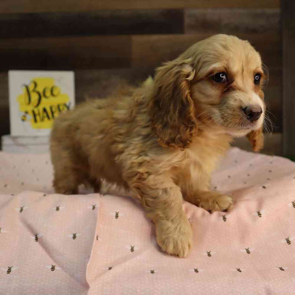 Female Cockapoo Puppy for Sale in Blaine, MN