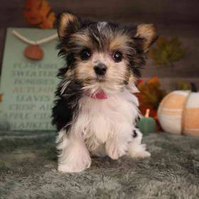 Morkie