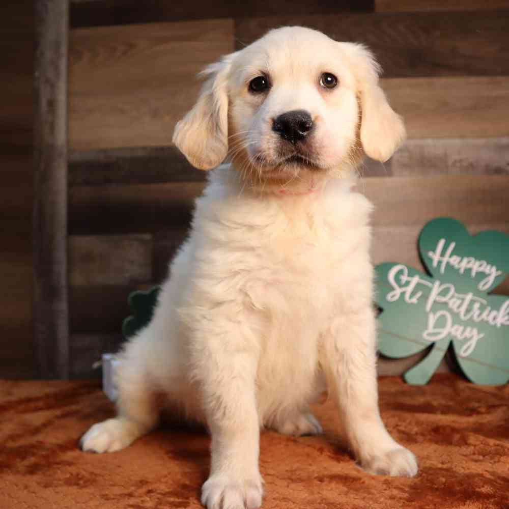 Female Golden Retriever Puppy for Sale in Blaine, MN