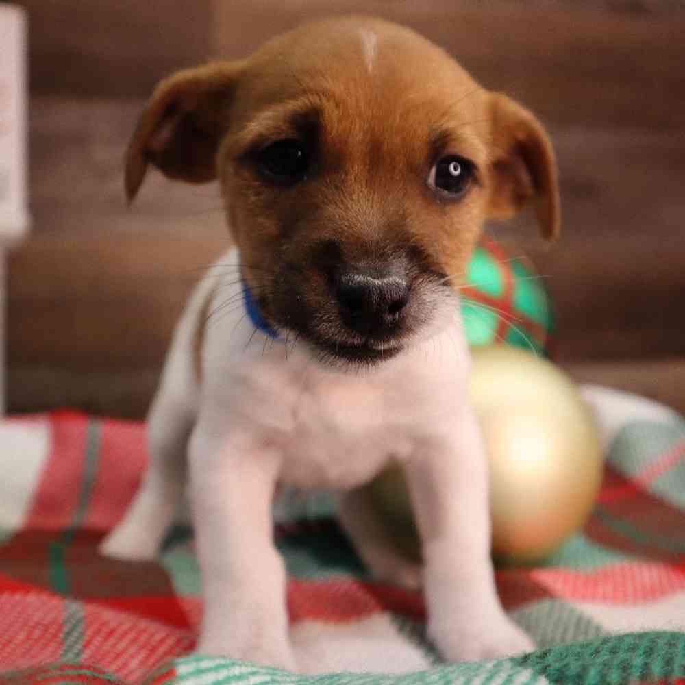 Male Jack Russell Terrier Puppy for sale