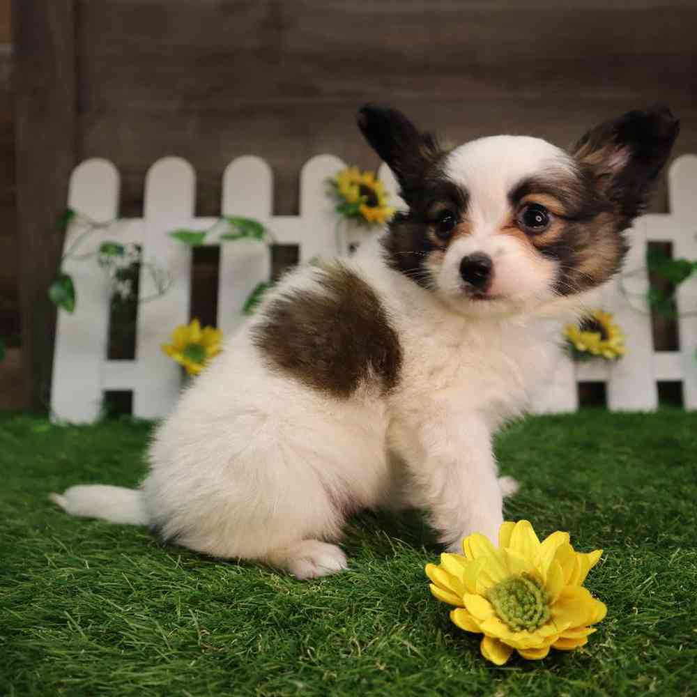 Male Papillon Puppy for Sale in Blaine, MN