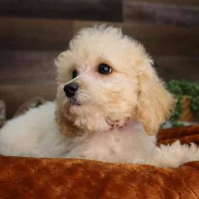 Mini Poodle