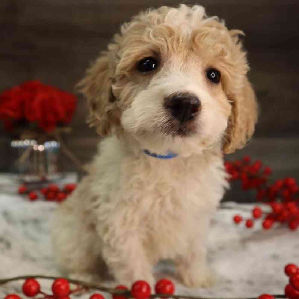Male Mini Goldendoodle Puppy for Sale in Blaine, MN