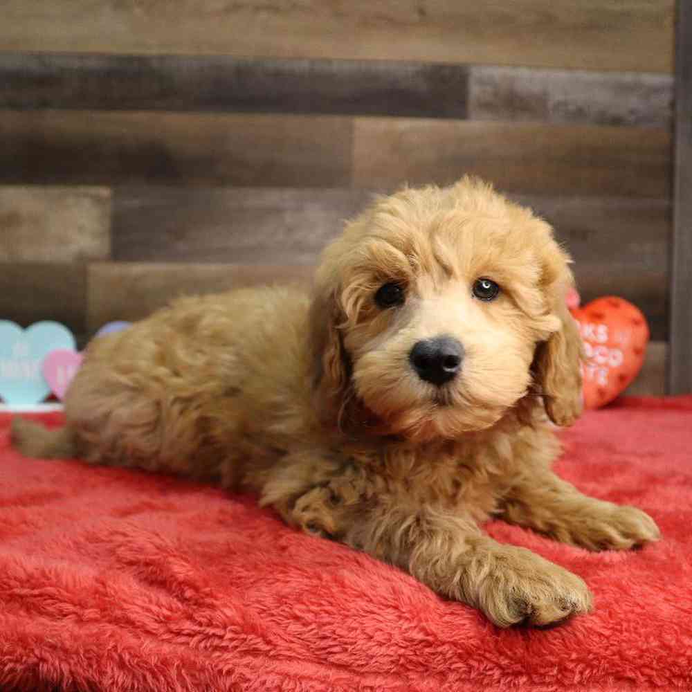 Female Mini Labradoodle Puppy for Sale in Blaine, MN