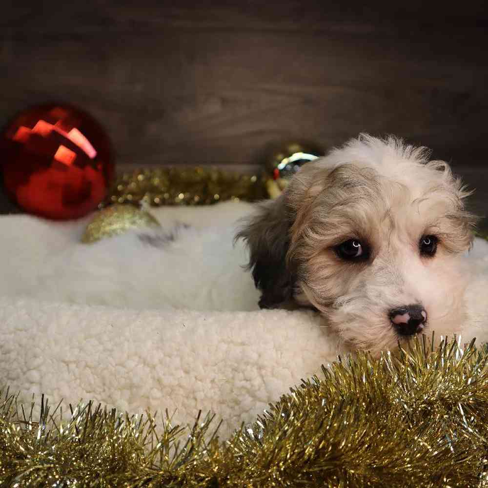Male ShorkieChon Puppy for Sale in Blaine, MN