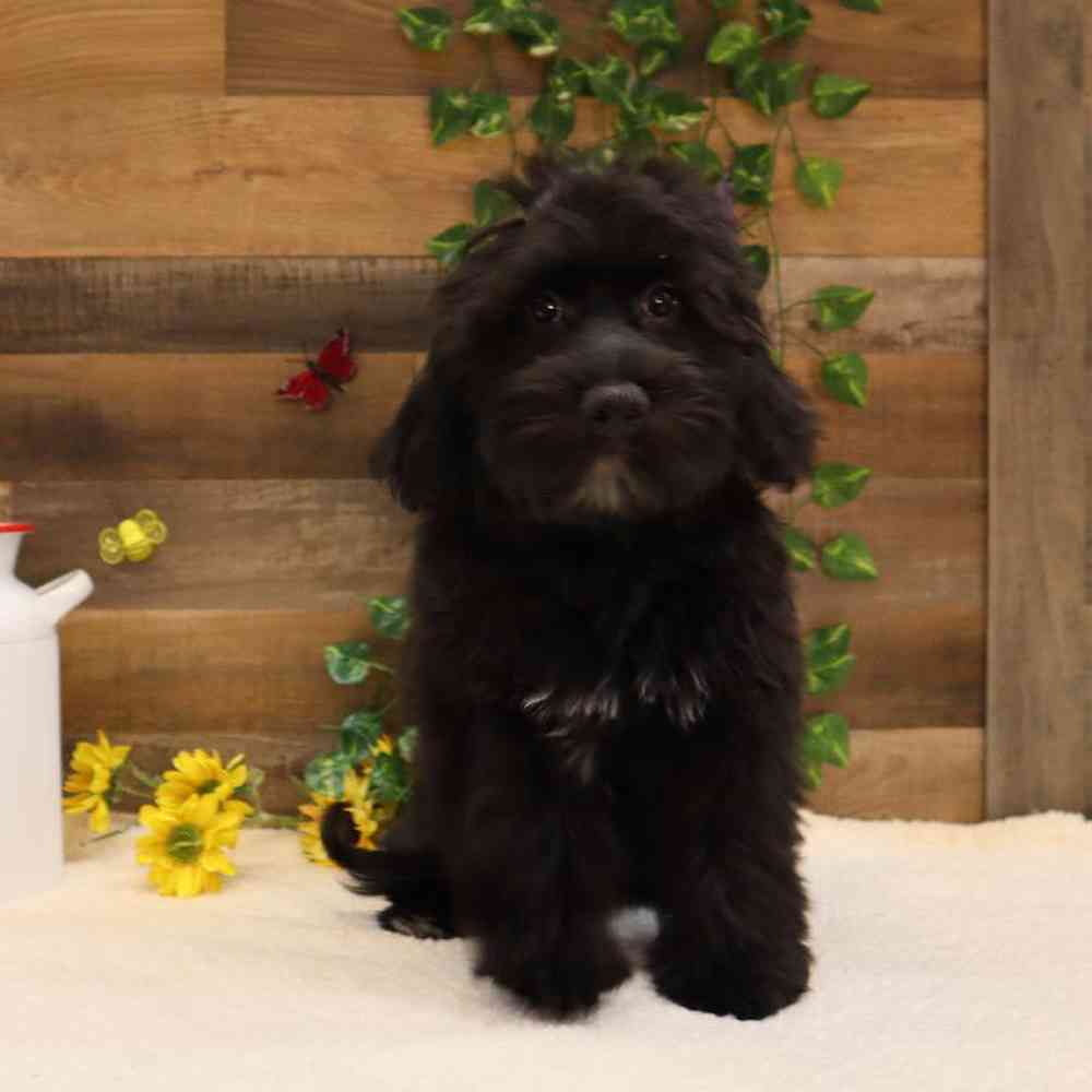 Female Whoodle Mini Puppy for sale