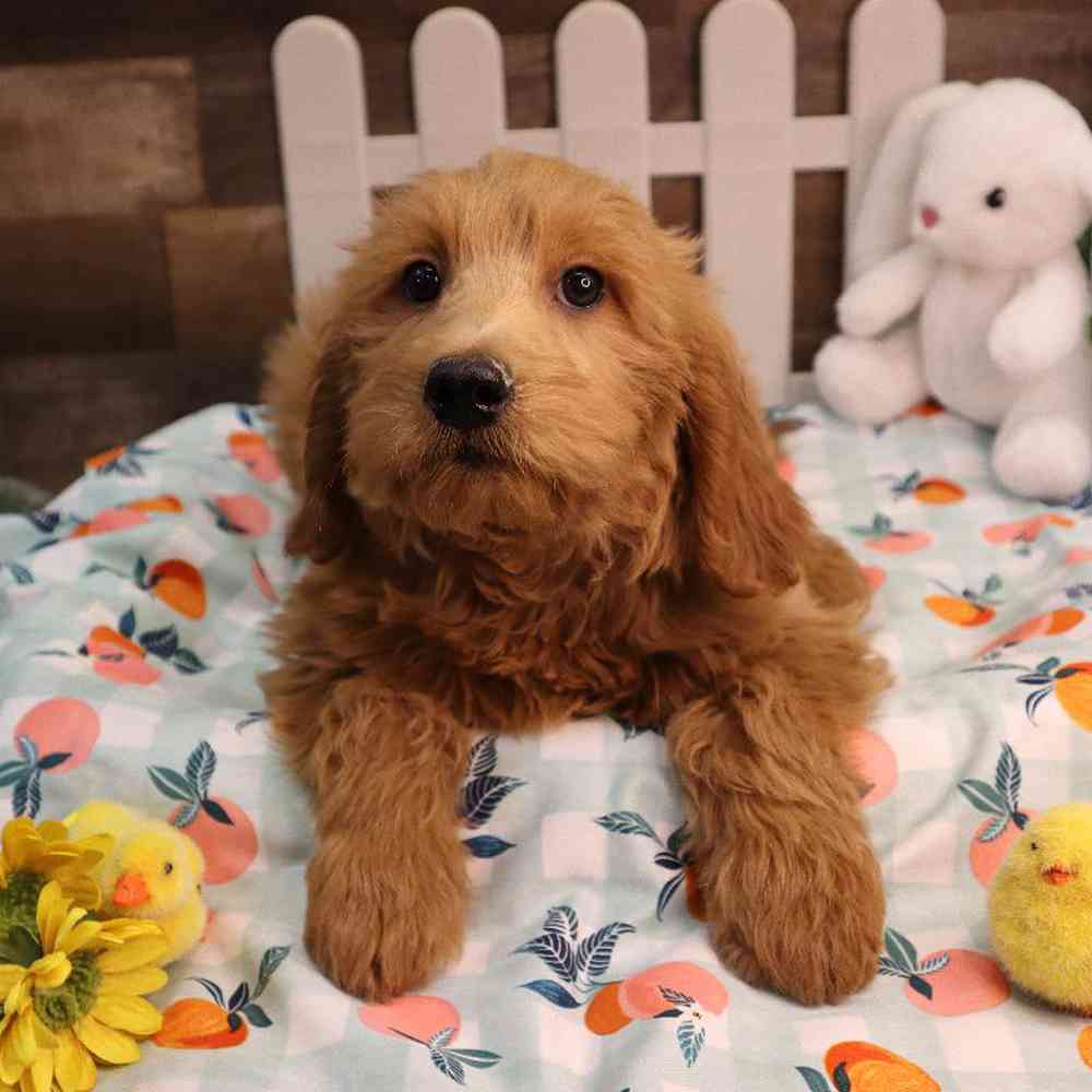 Female Mini Goldendoodle Puppy for Sale in Blaine, MN
