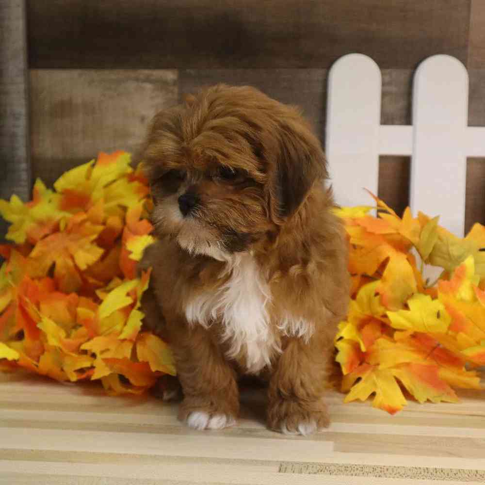 Female Teddy Poo Puppy for sale