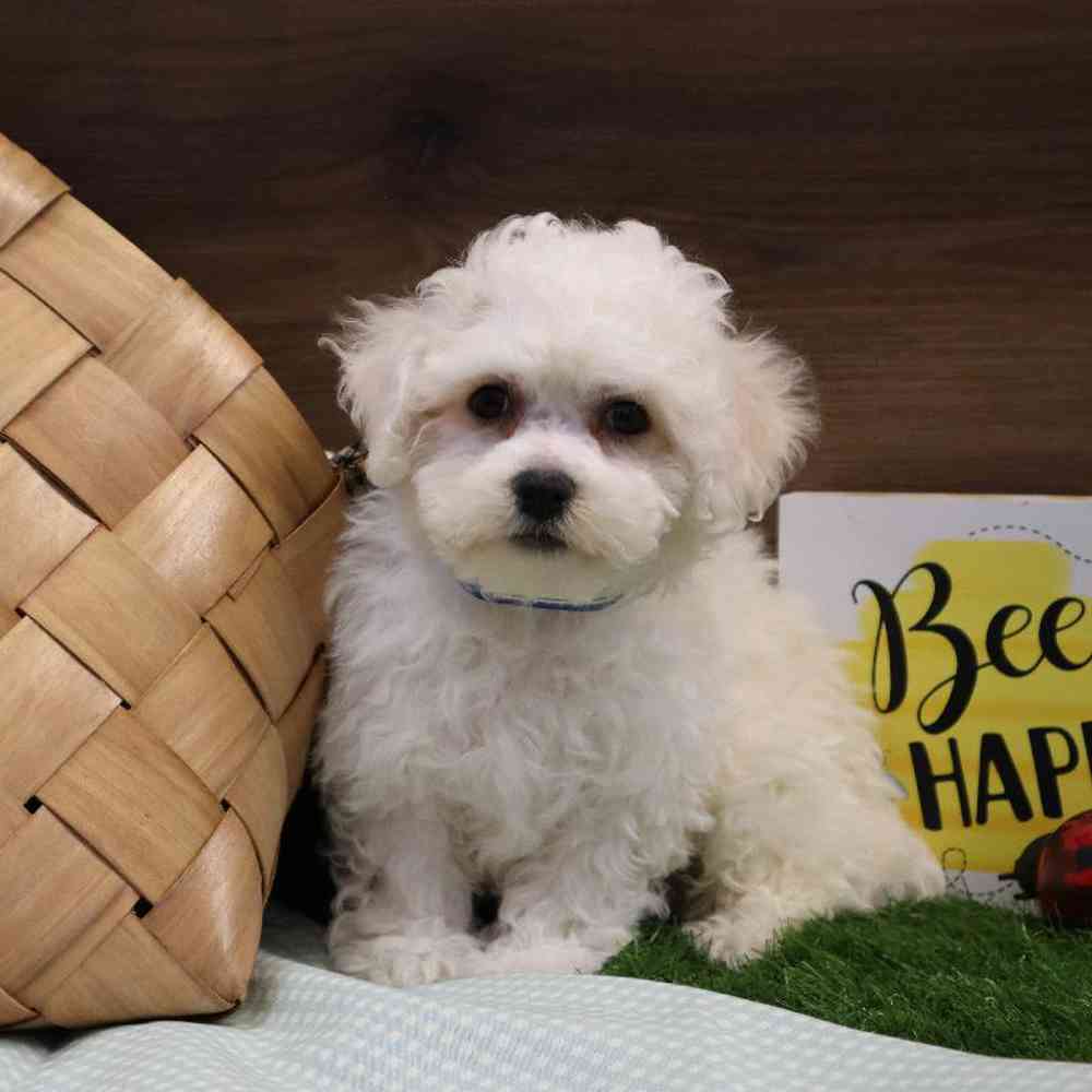 Male Bichon Frise Puppy for sale