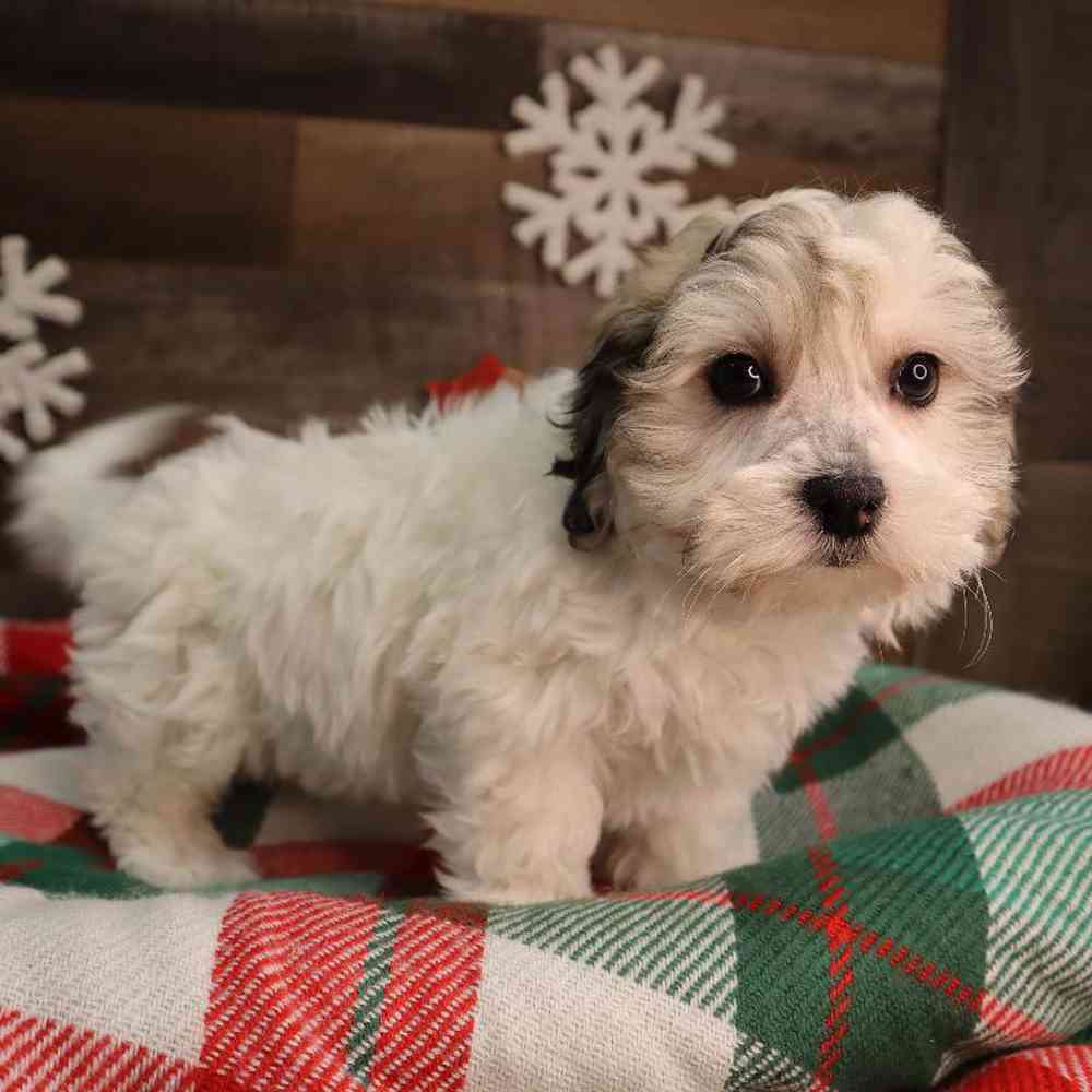 Male Lhasa Chon Puppy for Sale in Blaine, MN
