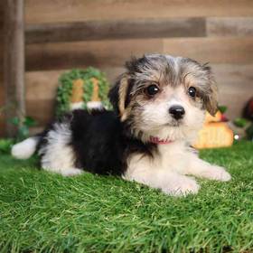 Morkie