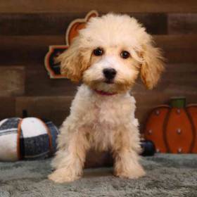 Mini Poodle