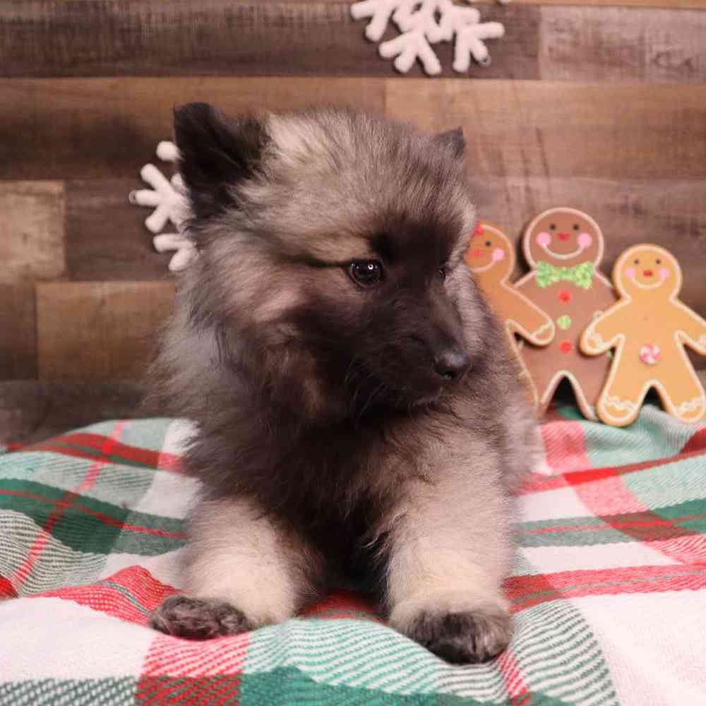 Male Keeshond Puppy for Sale in Blaine, MN