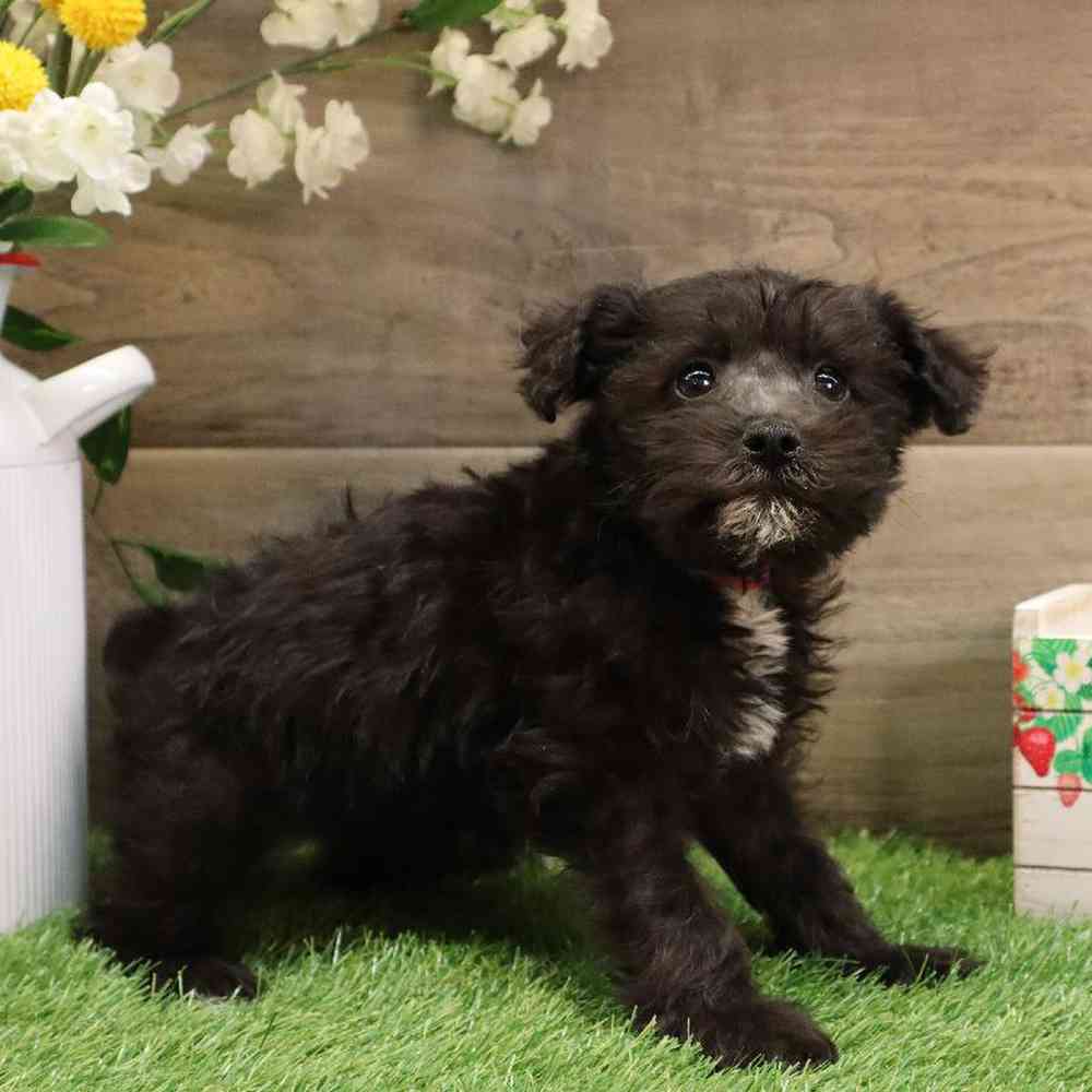 Female Mini Schnauzer-Mini Poodle Puppy for sale