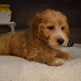 Mini Goldendoodle