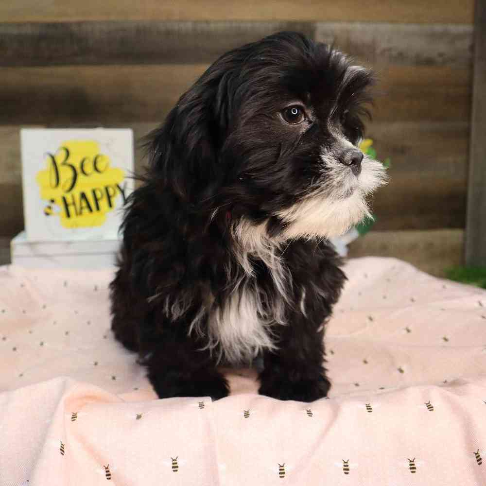Female Teddy Bear Puppy for Sale in Blaine, MN