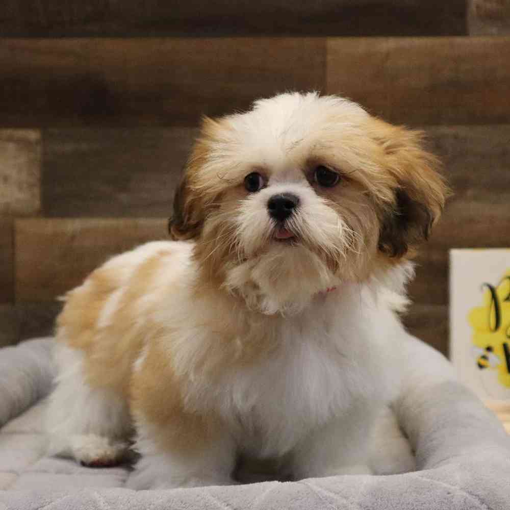 Female Teddy Bear Puppy for sale