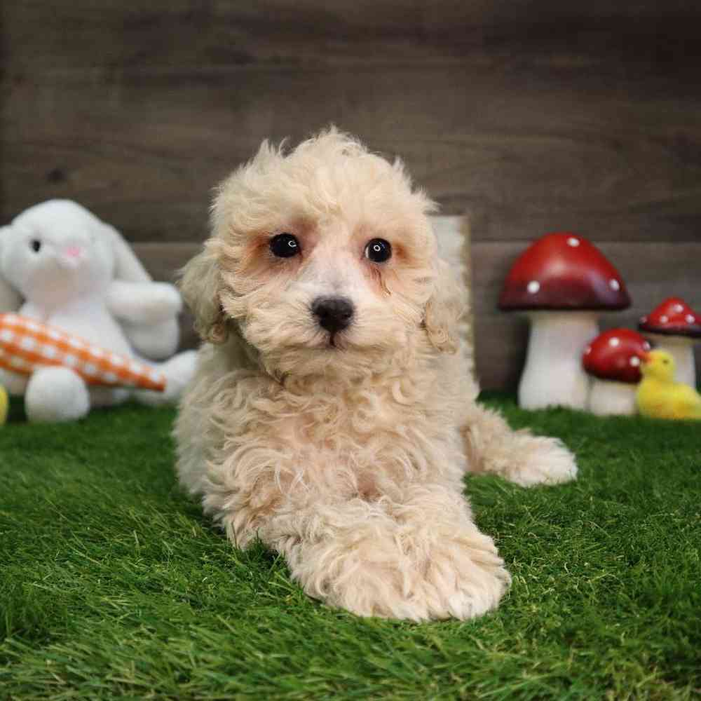 Male Bichon-Poodle-Maltese Puppy for Sale in Blaine, MN