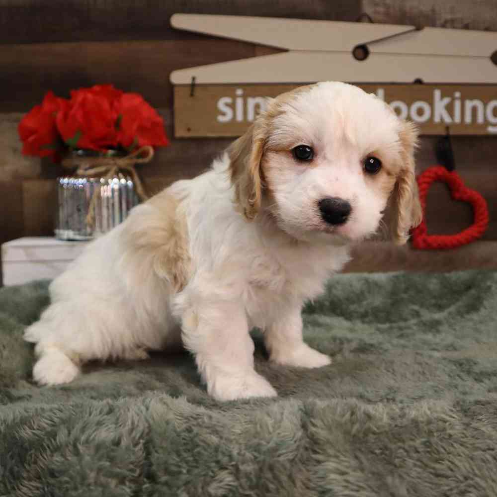 Female Cavachon Puppy for Sale in Blaine, MN