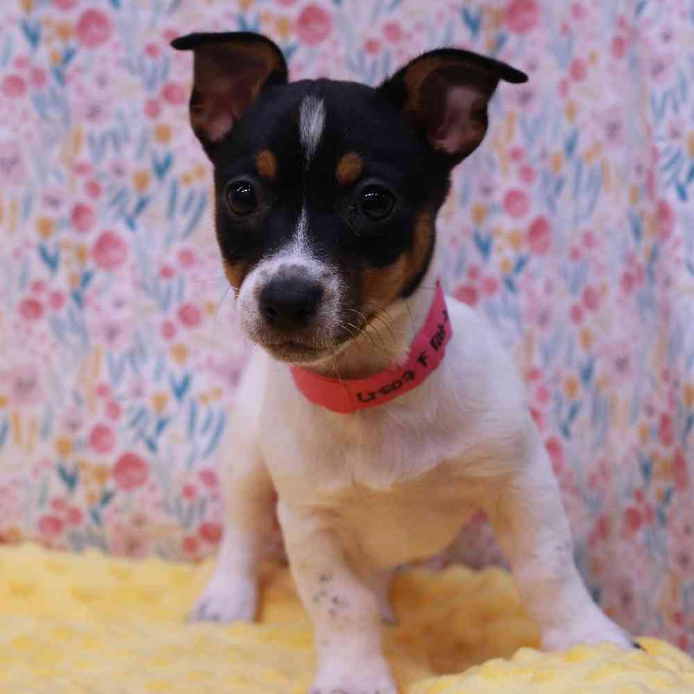 Female Rat Terrier Puppy for sale