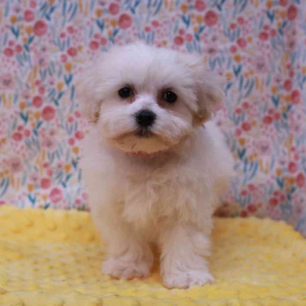 Female Bichon Frise Puppy for sale