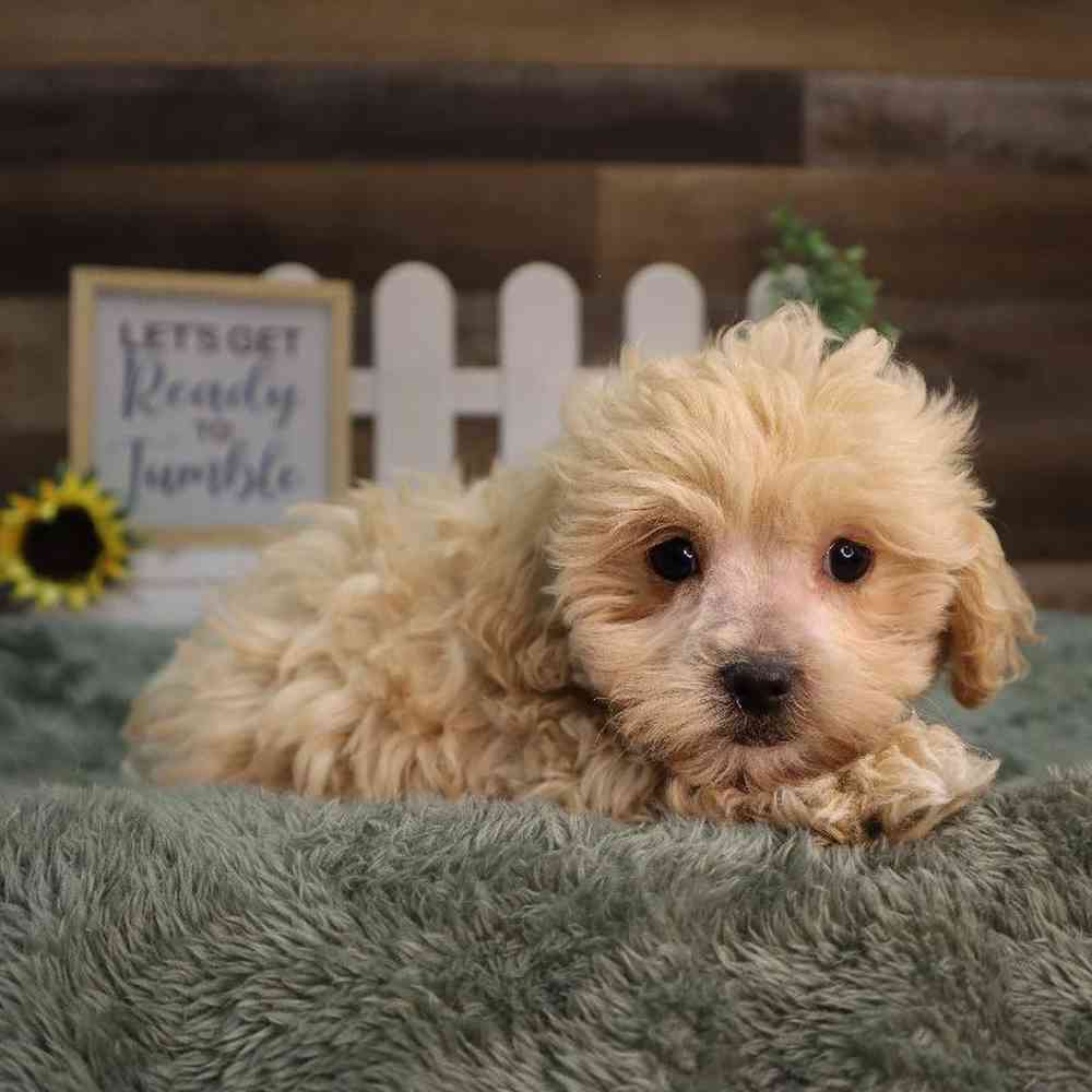 Male Teddy Poo Puppy for Sale in Blaine, MN