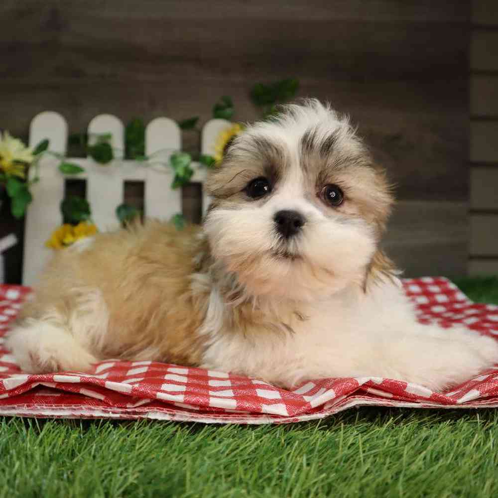 Male Teddy Bear Puppy for Sale in Blaine, MN