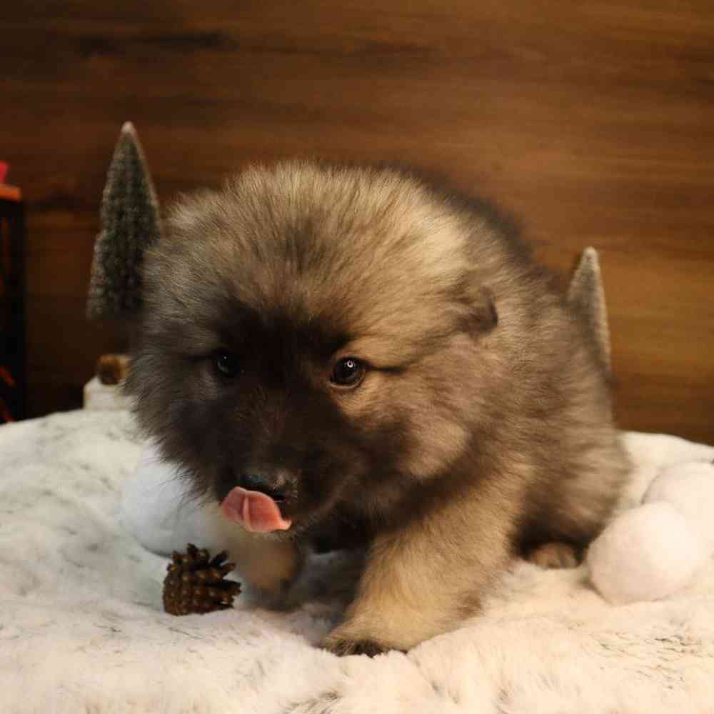 Female Keeshond Puppy for Sale in Blaine, MN