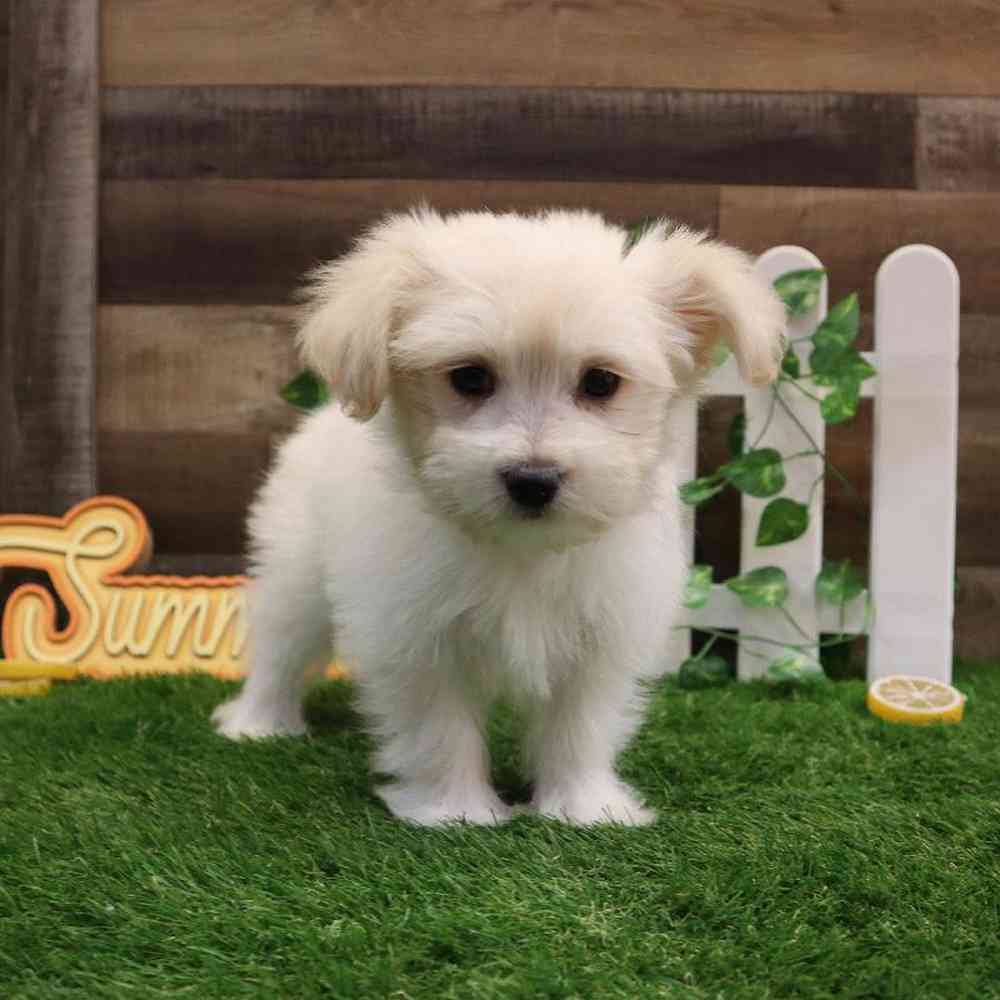 Female PomChi-Maltese Puppy for sale