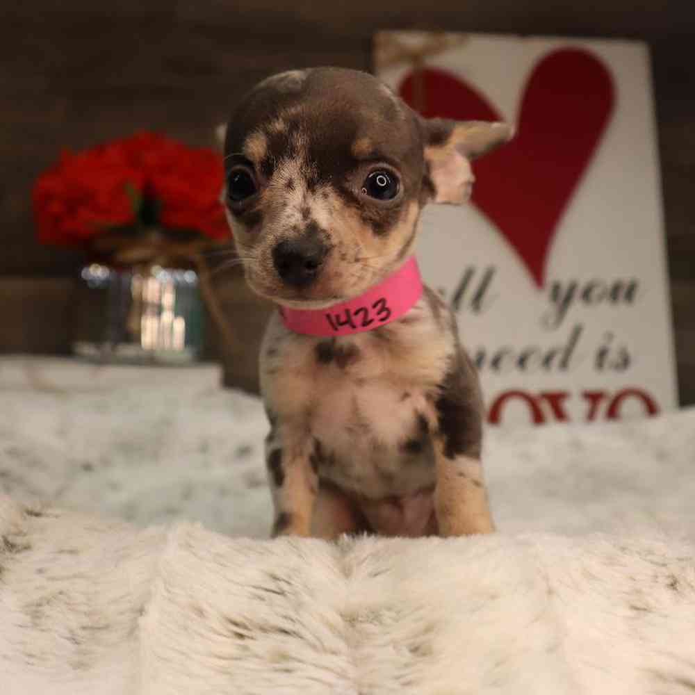 Female Chihuahua Puppy for Sale in Blaine, MN