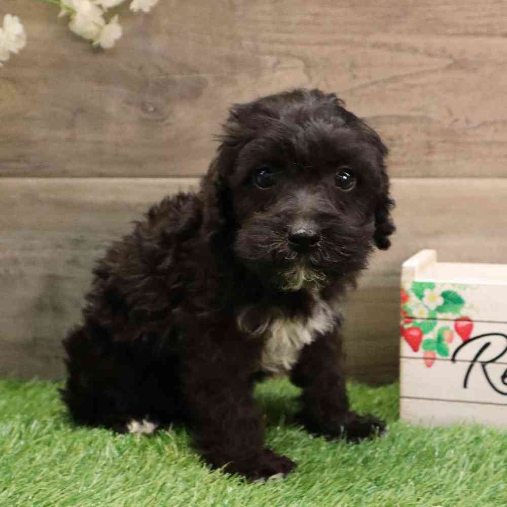 Male Mini Schnauzer-Mini Poodle Puppy for sale