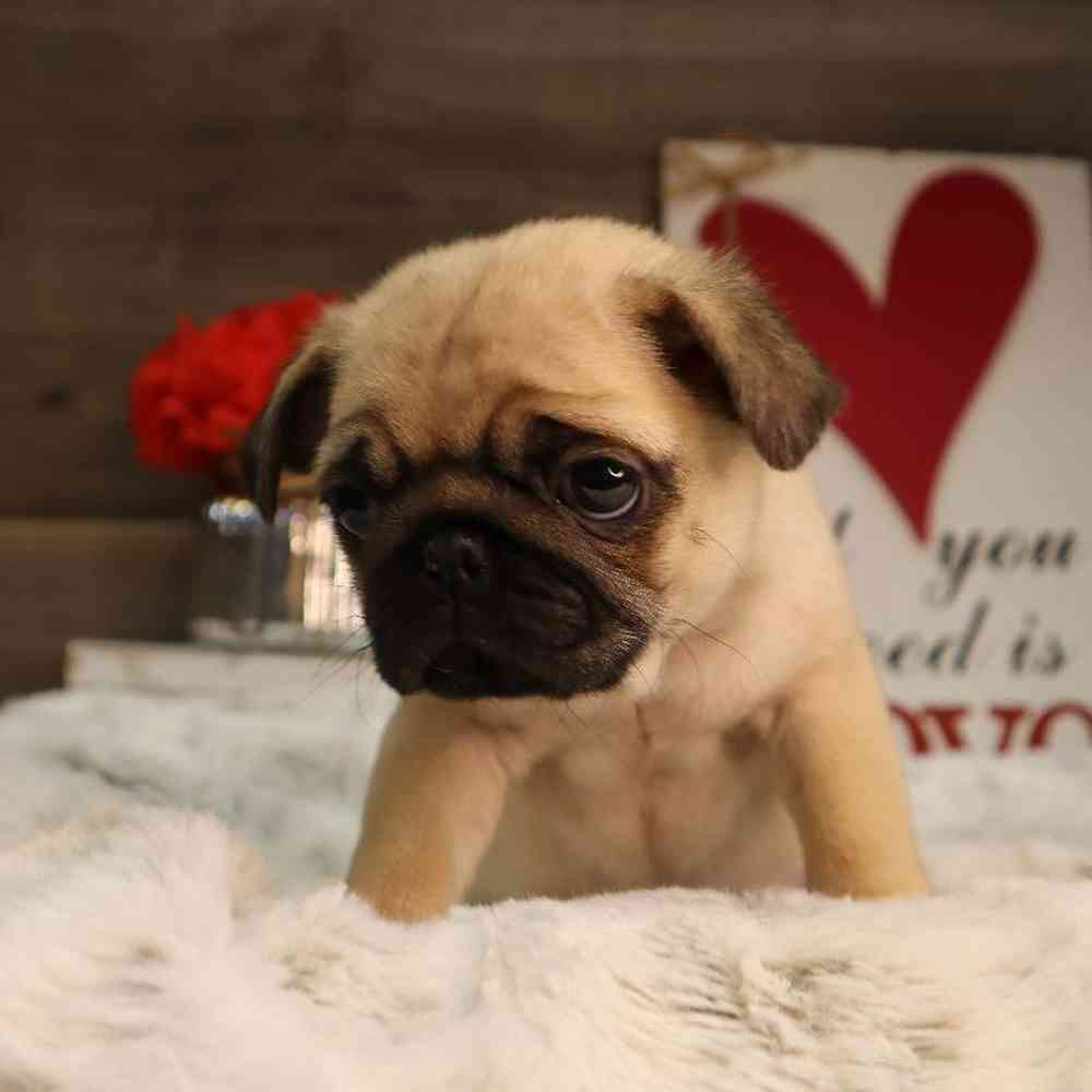 Male Pug Puppy for Sale in Blaine, MN