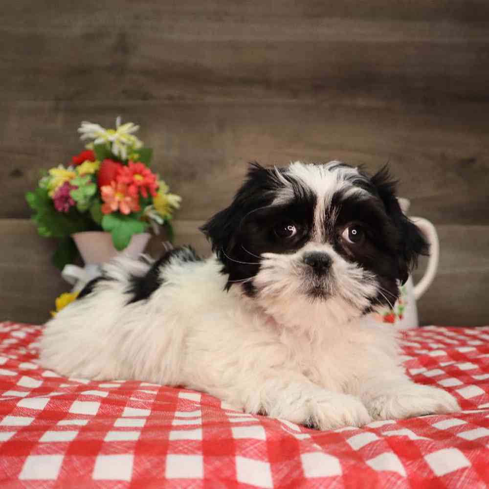 Female Shih Tzu Puppy for Sale in Blaine, MN